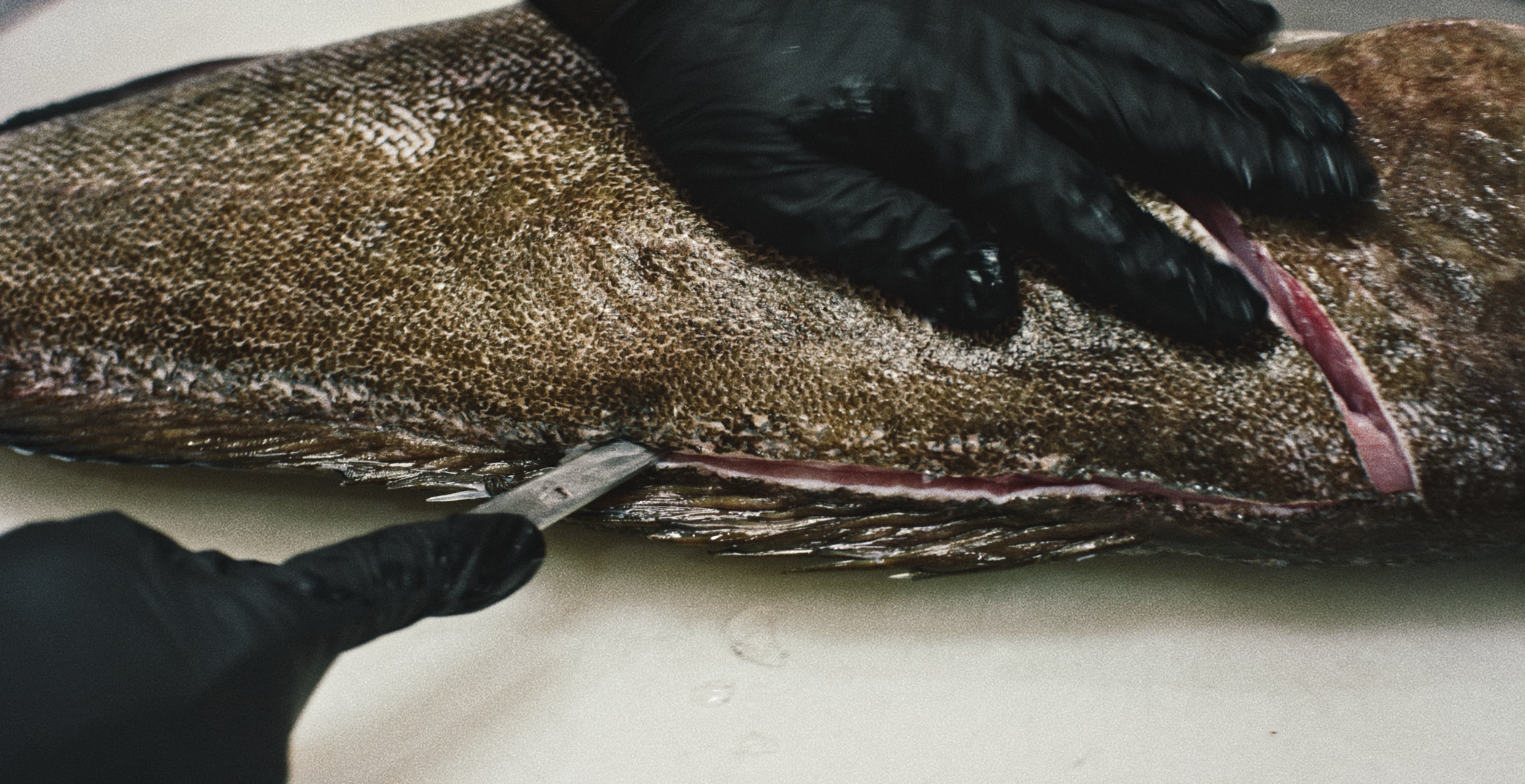 Perla — Spec Ad — frame 5