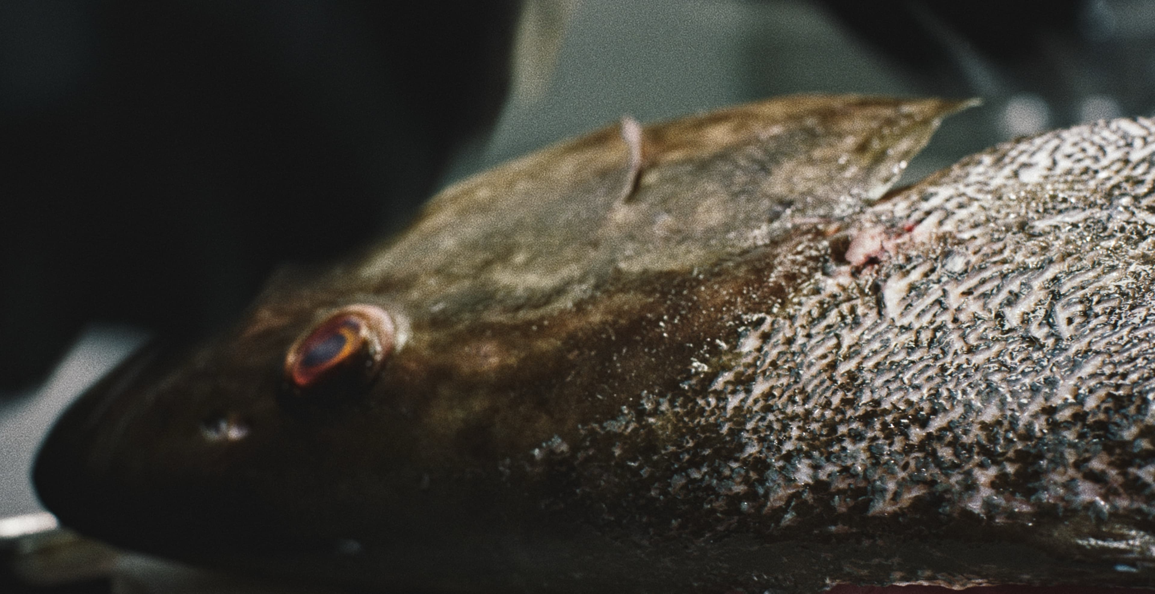 Perla — Spec Ad — frame 7