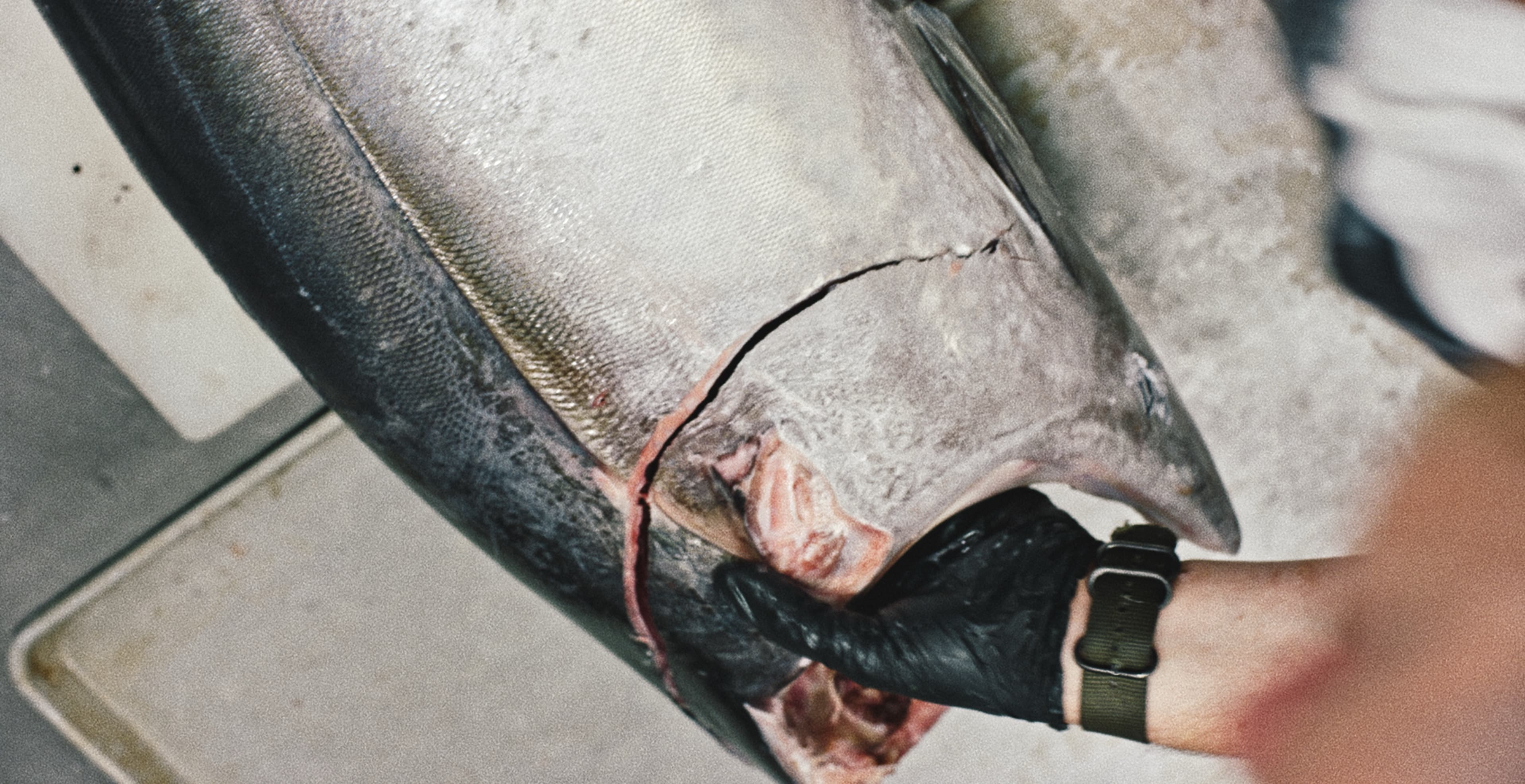 Perla — Spec Ad — frame 8